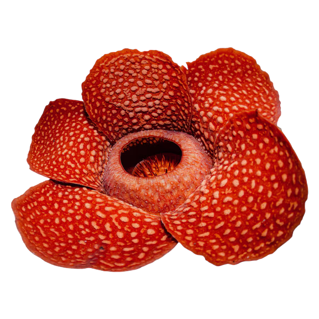Rafflesia
